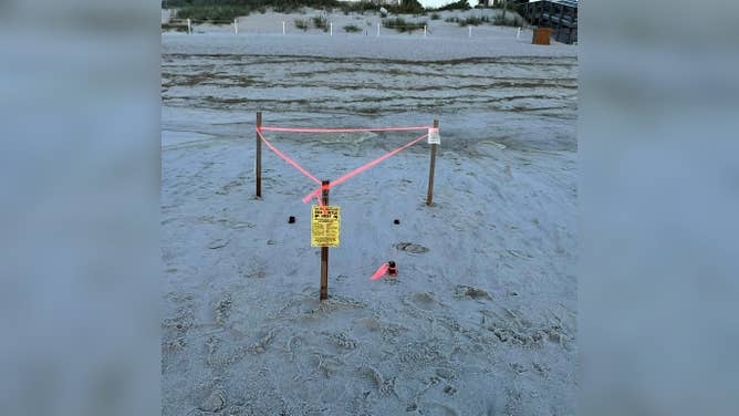 Hurricane Erin high tides impact sea turtle nests along Florida coastline
