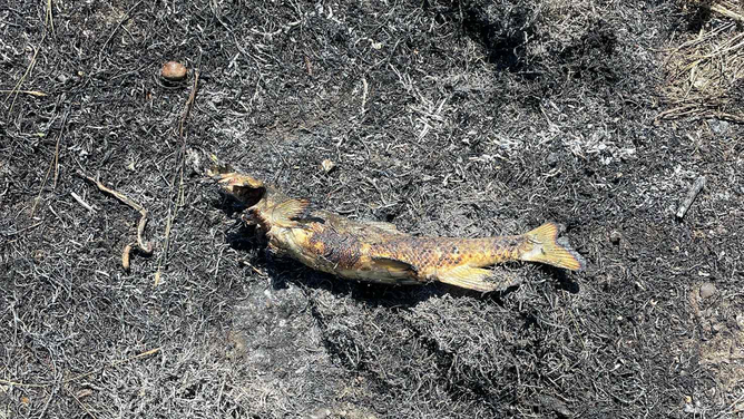 Fried fish after a fire in Ashcroft, BC, Canada.
