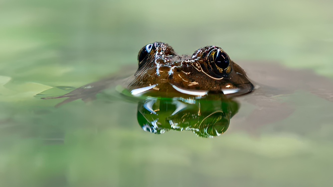 Mountain yellow-legged frog photo