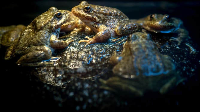 Southern Mountain Yellow-legged Frog Breeding Program At LA Zoo