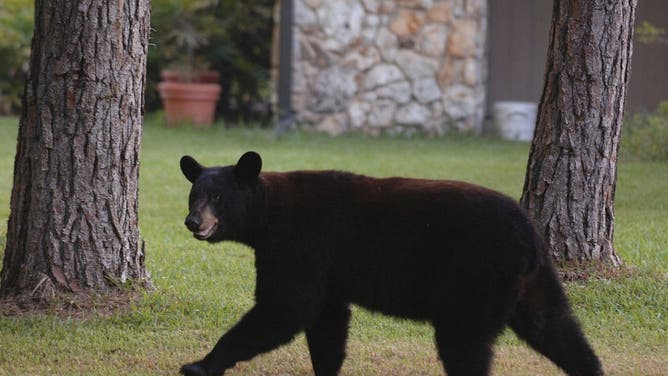 Florida bear file image
