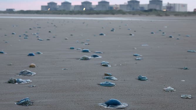 Jellyfish Close Down Nuclear Power Plant