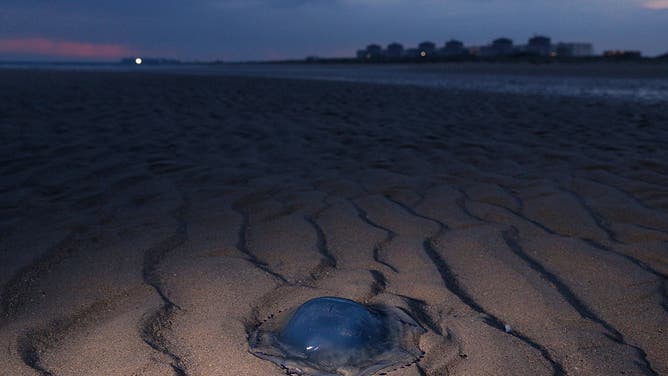 Jellyfish Close Down Nuclear Power Plant
