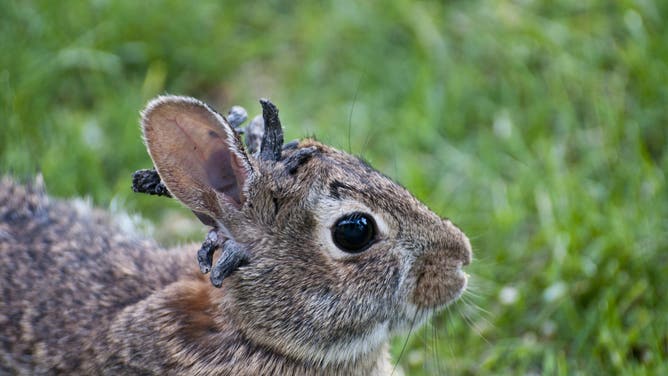 Vadnais Heights, Minnesota, Eastern Cottontail rabbit, Sylvilagus floridanus, Rabbit with the papilloma virus (CRPV), or Shope papilloma virus.