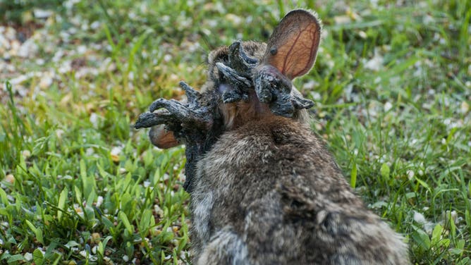 Vadnais Heights, Minnesota, Eastern Cottontail rabbit, Sylvilagus floridanus, Rabbit with the papilloma virus (CRPV), or Shope papilloma virus.