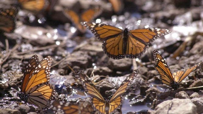 Monarch Butterflies Return to Mexico