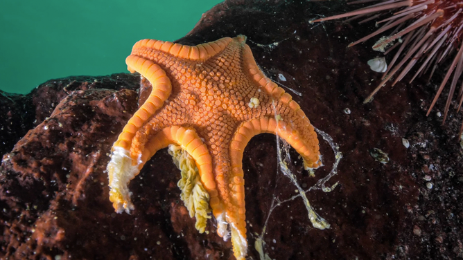 This cookie sea star found near Calvert Island, British Columbia, shows how SSWD "melts" the animal’s flesh.