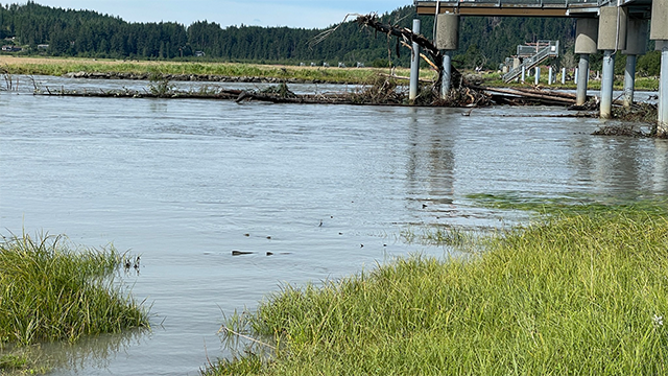 This image shows debris left behind after record flooding of the Mendenhall River in Juneau, Alaska, after a glacial lake outburst on Aug. 13, 2025.