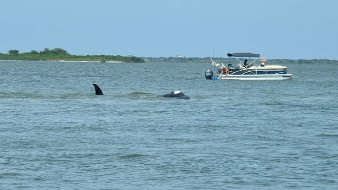 A Minke whale in Barnegat Bay, New Jersey on Saturday, Aug. 2, 2025.