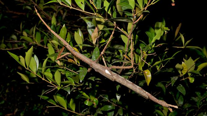 A James Cook University researcher discovered a new species of stick insect.