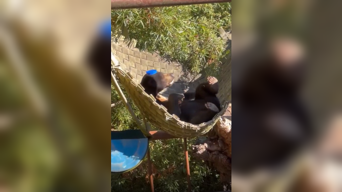 Sun Bear enjoys lounging in a hammock on a hot summer day.