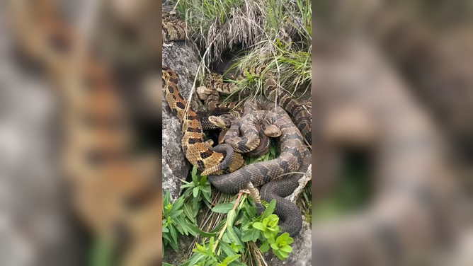 A group of rattlesnakes shakes their tails at Minnesota biologist.