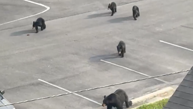 A mother bear and her four cubs cross a parking lot in Gatlinburg.