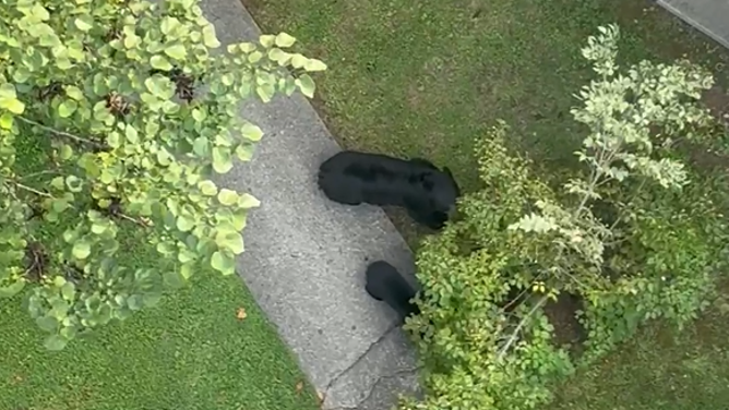 The mama bear and her babies eat from a bush.