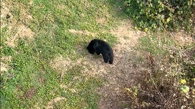 The mother bear heads up a hill.