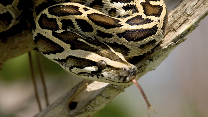 Watch: Robotic rabbits used to lure, combat invasive pythons in ...