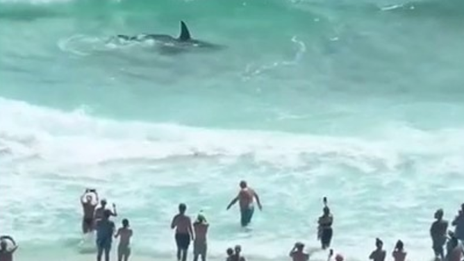 Shark appears to battle stingray off the coast of Panama City Beach, Florida.