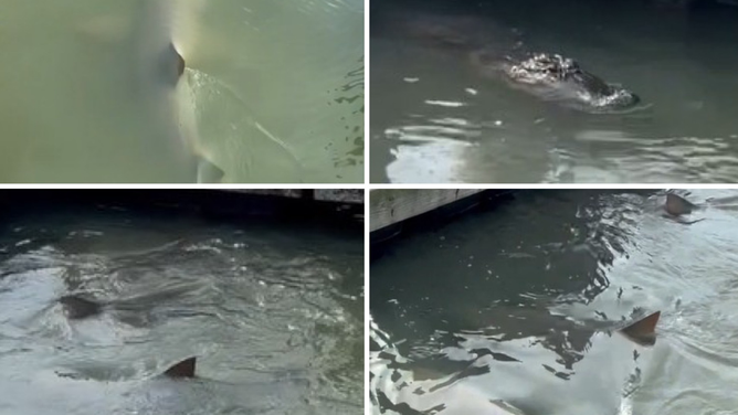 A video showing an unlikely meeting between an alligator and several sharks in a South Carolina waterway.
