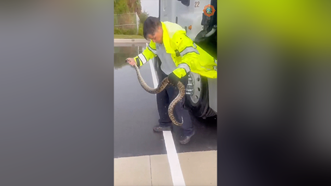 This image shows Miami-Dade Fire Rescue’s Lt. Jolie Vandervlught holding a snake after removing it from the engine compartment of a tractor-trailer.
