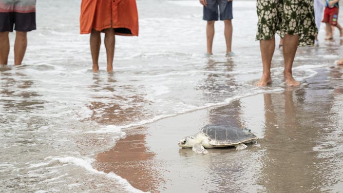 Elton makes his way to the water.