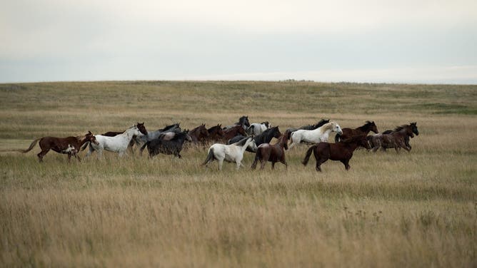 Horses run free back into Theodore Roosevelt National Park after a feral horse round up Sept 25, 2013. Periodic roundups of the horses are required to keep their numbers within park population goals. Since 1954, the NPS has conducted more than 25 roundups to maintain a healthy herd at desired levels to avoid overgrazing and resource damage.