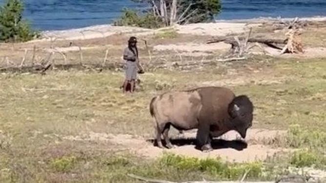 The man approaches the bison.