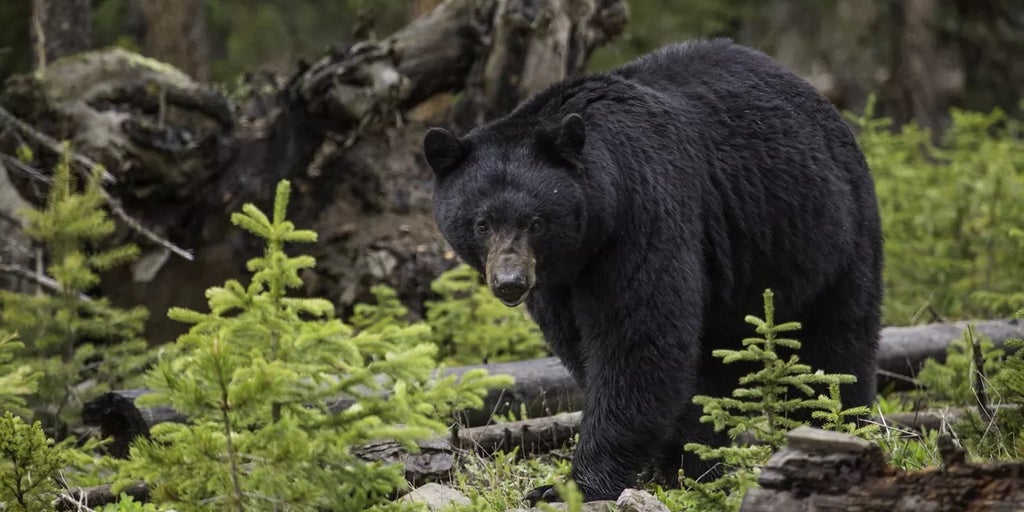 Black bear attacks teen, charges at group of hikers on popular trail in Washington state