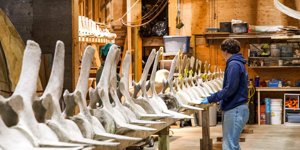 Maine brewery welcomes 50-foot fin whale skeleton to tap room