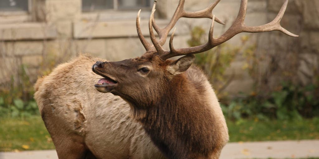 VIDEO: Elk extra aggressive as they look for love ahead of fall season ...