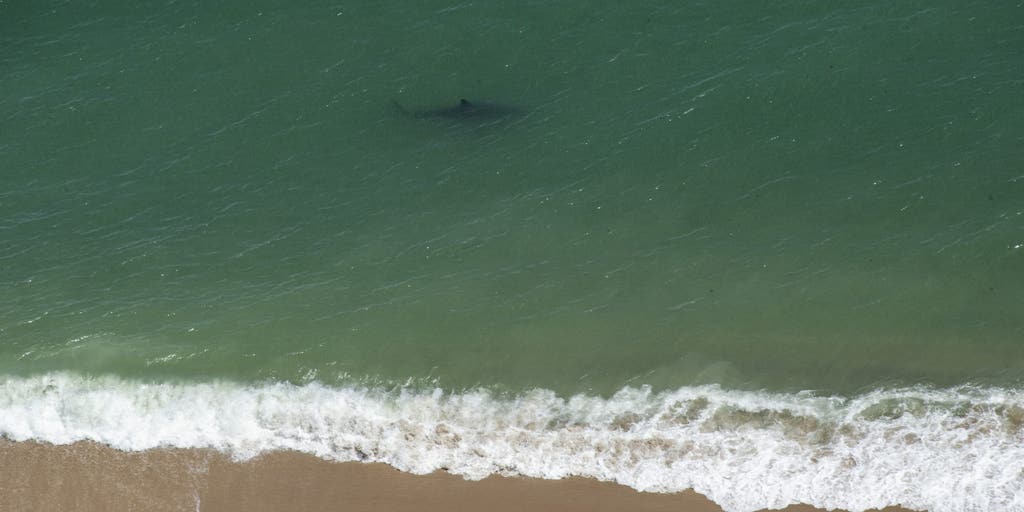 Multiple shark sightings at New York City's Rockaway Beach, likely prompting closures amid intense heat wave