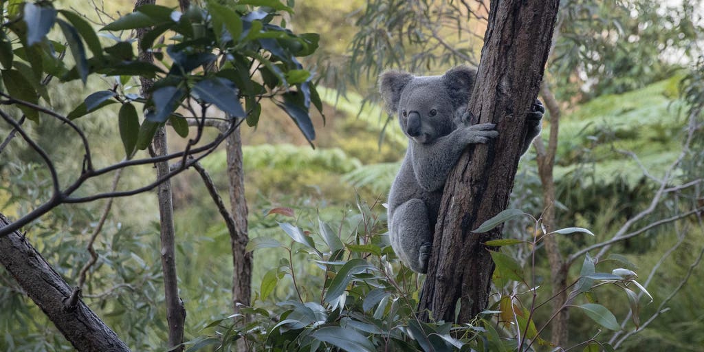 Australia announces nation's first national park for koalas