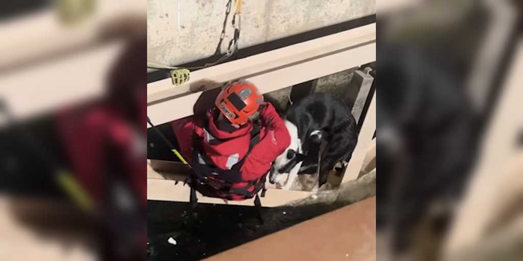 VIDEO: San Bernardino County firefighters rescue dog from rushing water ...