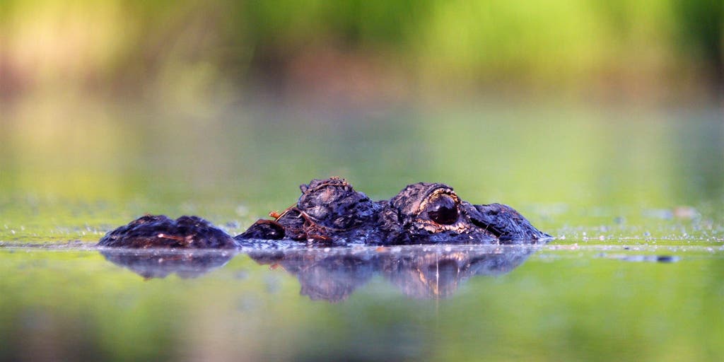 Massive alligator kills 71-year-old man in frightening wildlife encounter in Florida