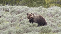 Yellowstone National Park trail shut down after first bear attack in 4 years