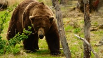 Fat Bear Week kicks off to crown champ of chonk in Alaska national park