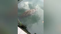 See It: Florida manatee spotted far from home swimming along New Jersey shore