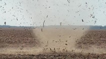 Dust devil creates 'cornado' across Mississippi field