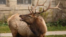 Watch: Yellowstone officials warn visitors of aggressive elk during rut season