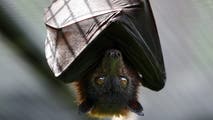 Deadly disease found in bats at Washington's San Juan National Park
