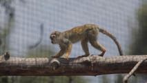 Capuchin monkey spotted on the loose in North Carolina