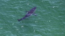 National Park Service reminds Cape Cod beachgoers to remain shark smart this fall