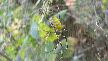Why the National Park Service is seeking help in search for large, yellow-striped spiders