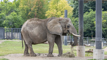 Front-end loader used to upright elephant at Milwaukee zoo