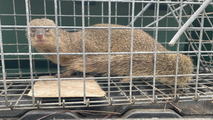 Invasive mongoose captured in Hawaii, sparking renewed concerns