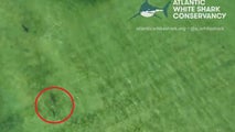 Watch: Video reveals first known evidence of dusky sharks preying on seals off Nantucket