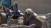 Watch: Front-end loader used to upright toppled elephant at Milwaukee zoo
