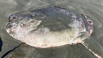 See it: Mysterious fish mistaken for shark washes up on California beach