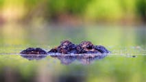Massive alligator kills 71-year-old man in frightening wildlife encounter in Florida