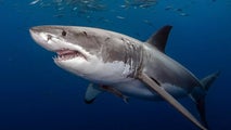 Massachusetts beachgoers urged to use caution after white shark attacks seal
