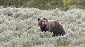 Yellowstone National Park trail shut down after first bear attack in 4 years